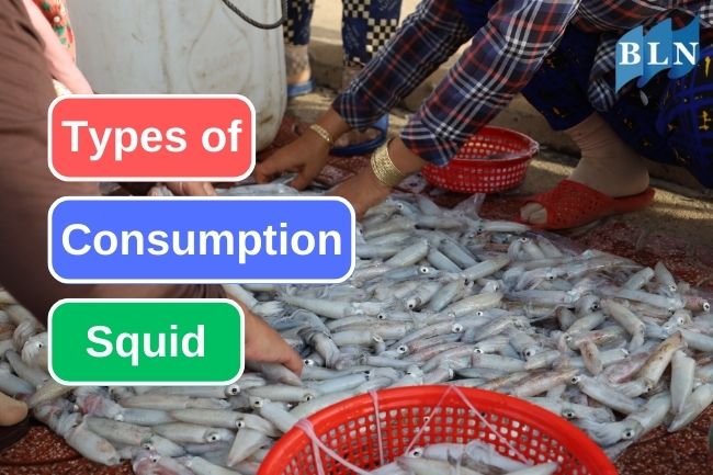 This Is 5 Types Of Common Consumption Squid